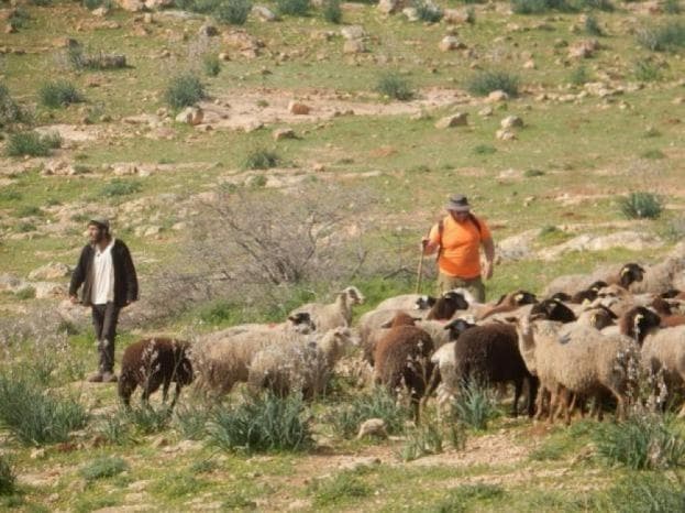مستعمرون يرعون أغنامهم في أراضي برقا الزراعية شرق رام الله